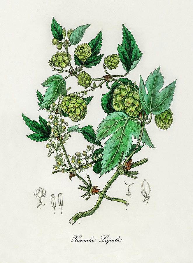 Nature Digital Art - Humulus Lupulus - Common Hop - Medical Botany - Vintage Botanical Illustration - Plants and Herbs by Studio Grafiikka