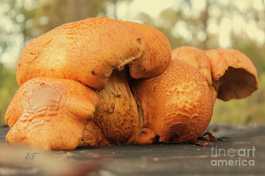 Humungous Fungi 2 Photograph by Elaine Teague