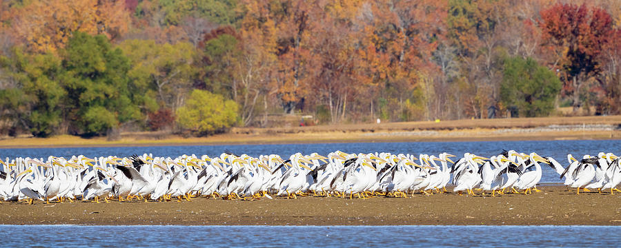Hundreds of Pelicans  Photograph by Julie Barrick
