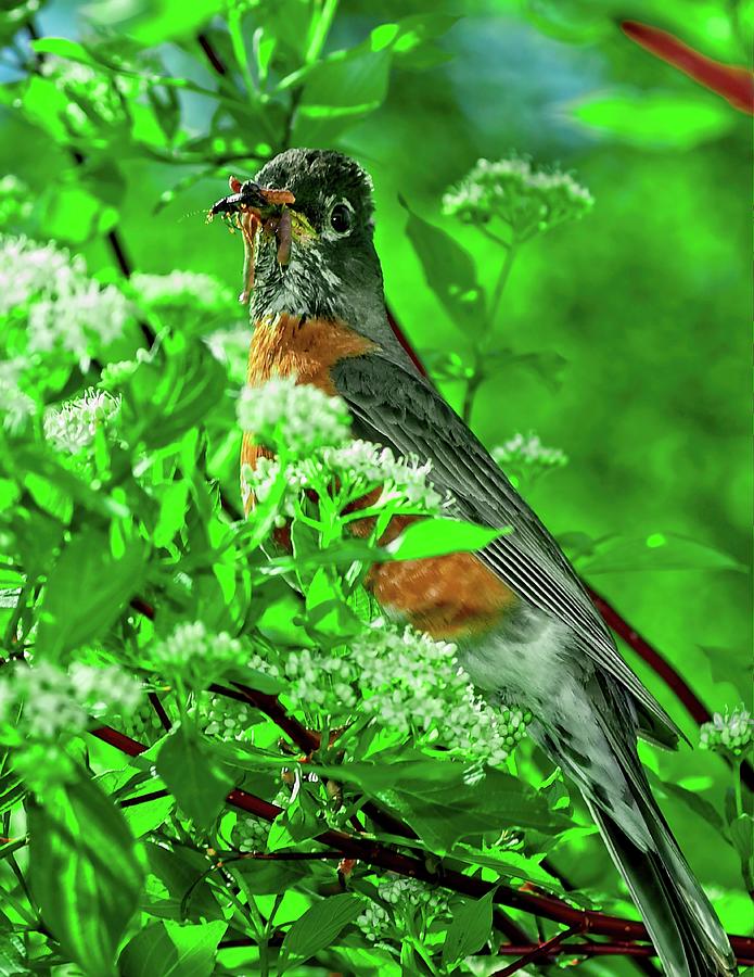 Hungry Robin by John Bates Hungry Robin by John Bates