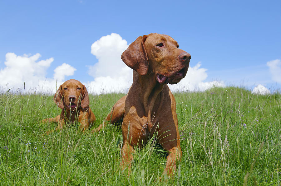 Hungarian Vizsla pointer dog and her puppy Photograph by Aeduard
