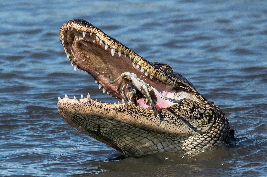 Hungry Alligator Photograph by Joe Granita