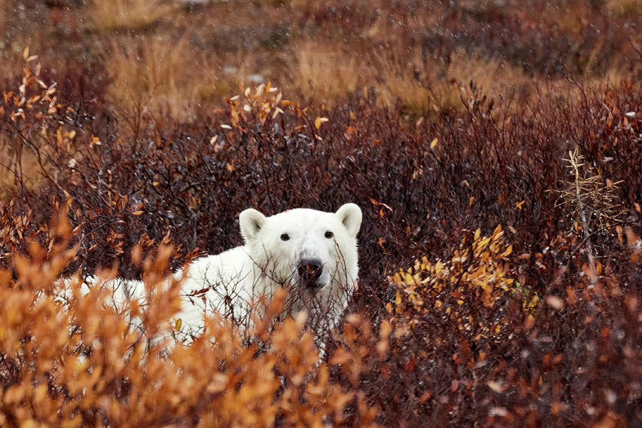 Hungry Bear 1b Photograph by David and Patricia Beebe