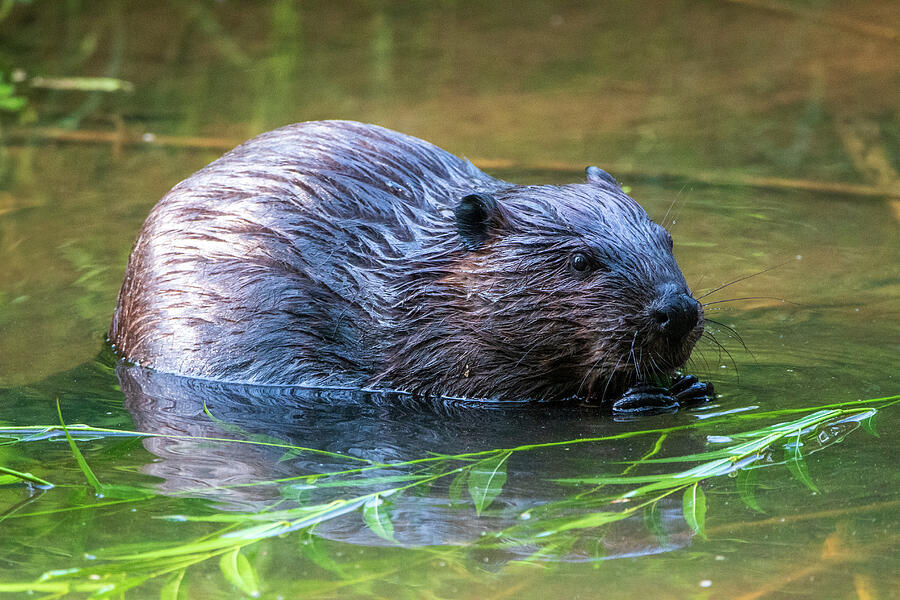 Hungry Beaver Photograph By Chad Meyer - Fine Art America