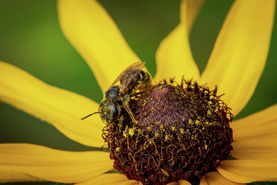 Hungry Bee Photograph by David Heilman