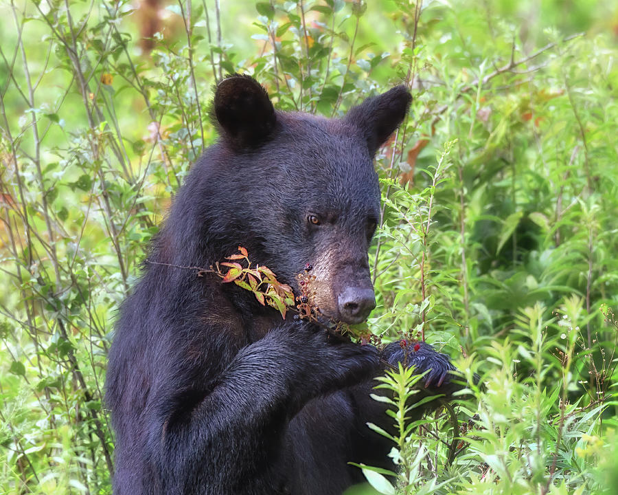 Wildlife Photograph - Hungry Black Bear Eating Berries - Great Smoky Mountains by Susan Rissi Tregoning