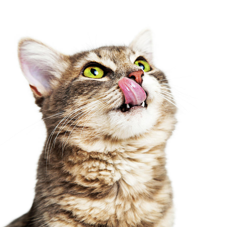 Hungry Cat Vertical Banner With Copy Space Photograph by Good Focused