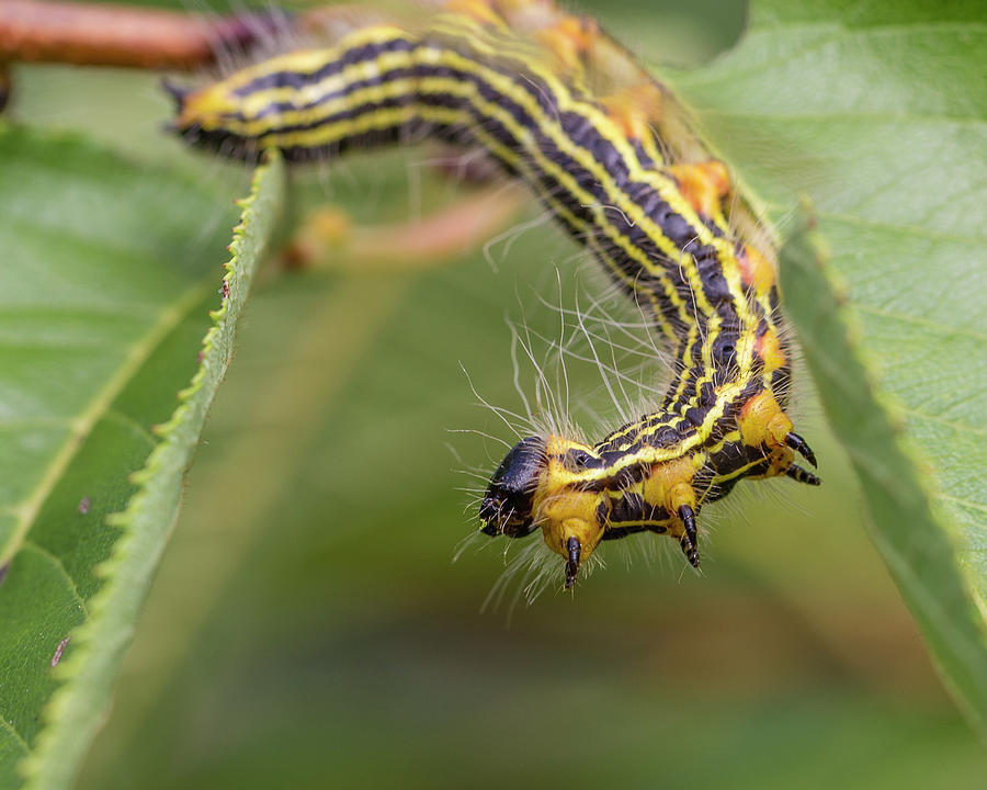 Hungry Caterpillar Photograph by David Beechum