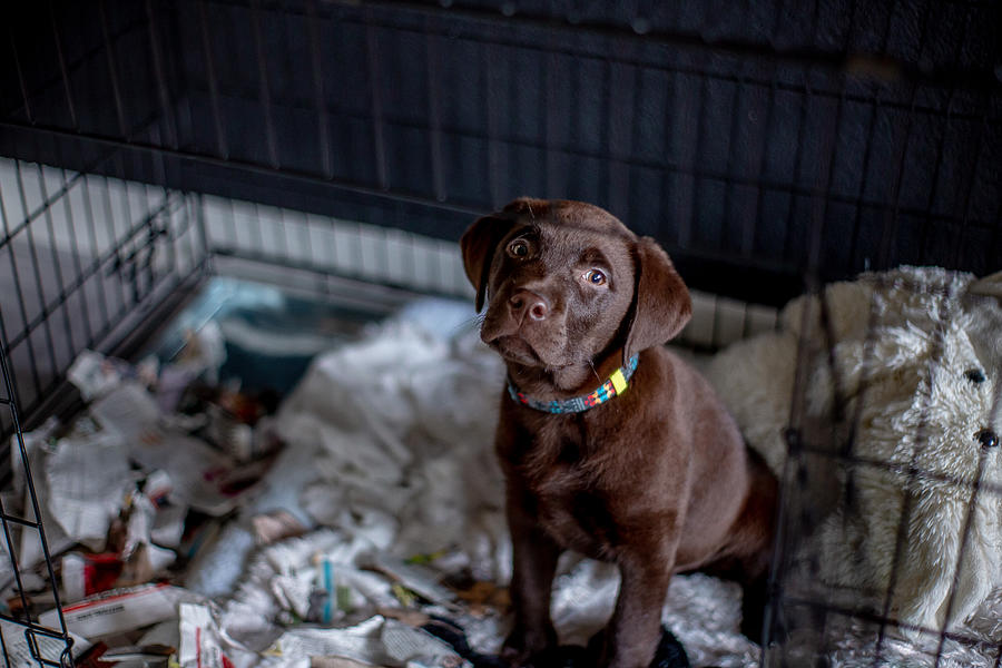 Hungry chocolate labrador puppy eating a paper in a box kennel Photograph by Stephanie Verhart