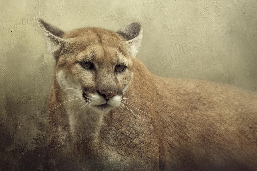 Hungry Cougar Photograph by Cindy McDonald - Fine Art America