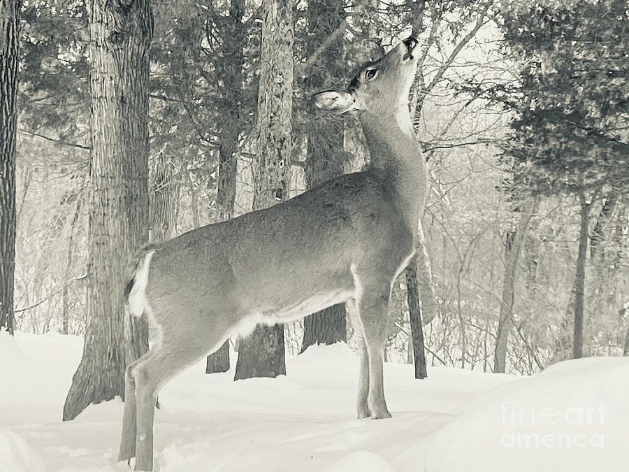 Hungry Deer at Starved Rock Photograph by Natijn Photography