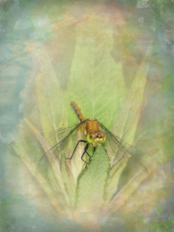 Hungry Dragonfly Texture Photograph by Patti Deters
