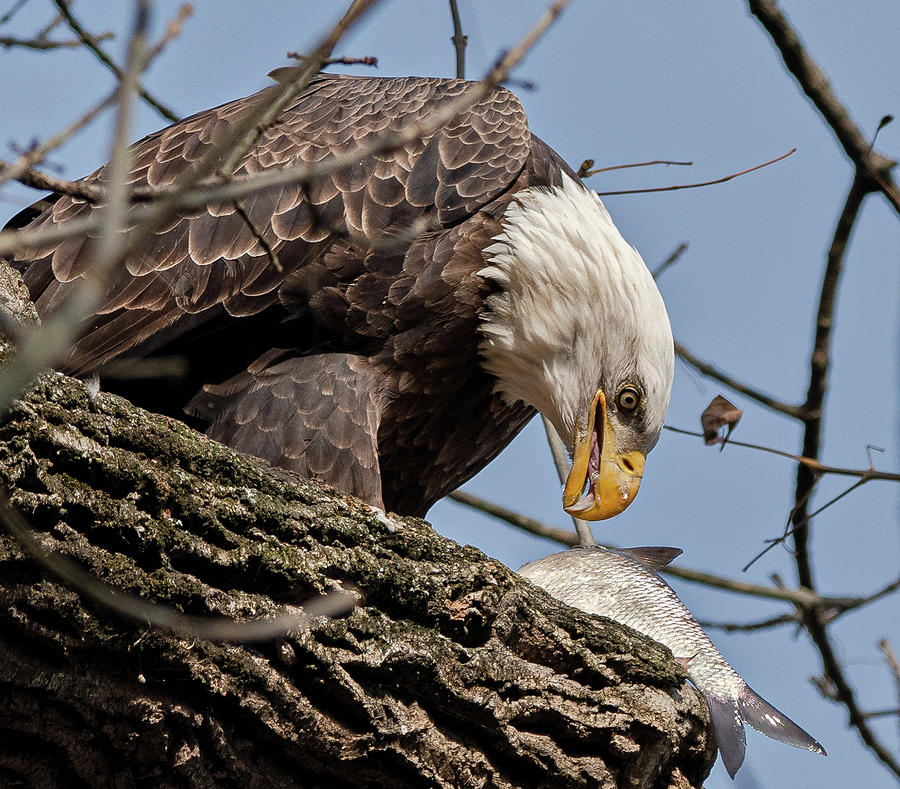 Hungry Eagle Photograph by Scott Miller