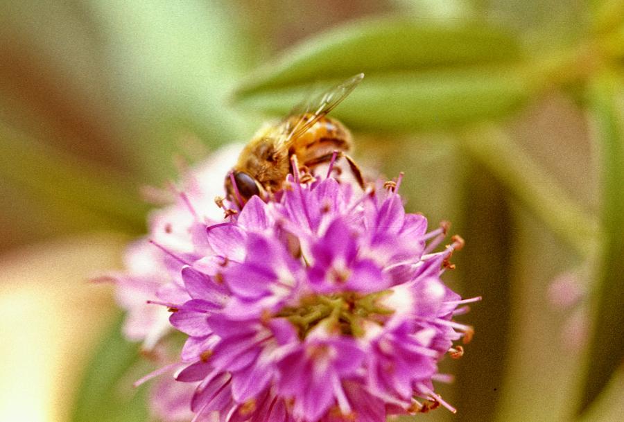 Hungry Feeding Honey Bee Photograph by Douglas Barnett