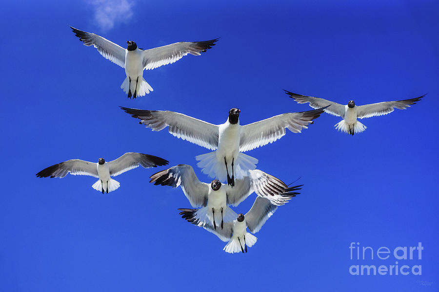 Hungry Flying Seagulls Photograph by Jennifer White