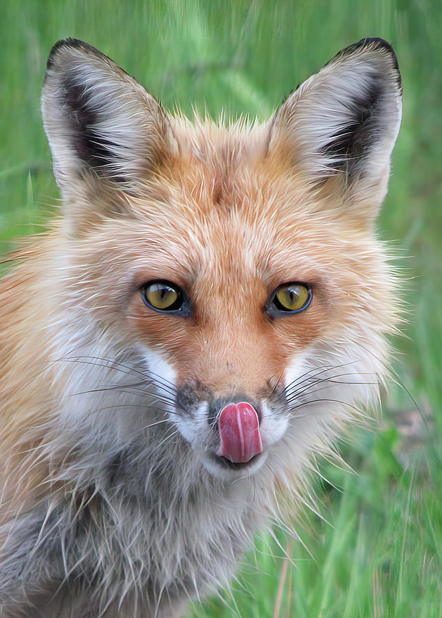 Hungry Fox Photograph by White Mountain Images