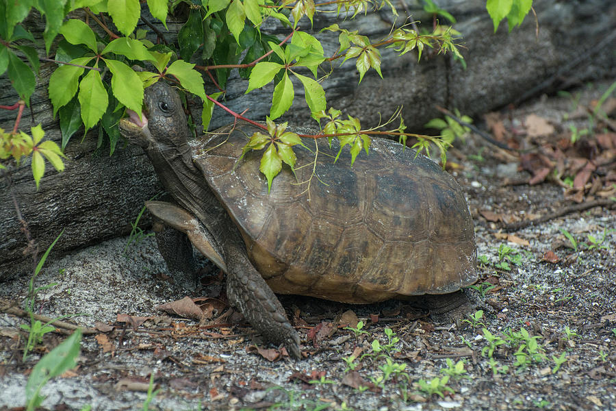 Hungry Gopher Tortoise Photograph by Carolyn Hutchins