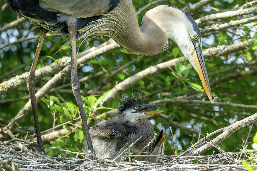 Heron Photograph - Hungry Great Blue Heron Chick by Heather Earl