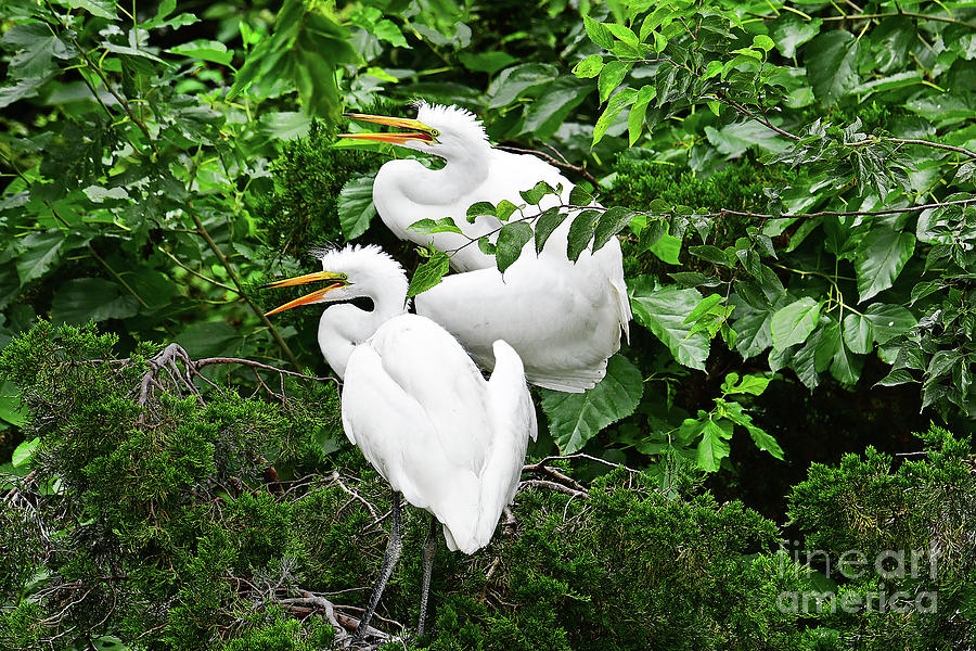 Hungry Great Egret Youngsters Photograph