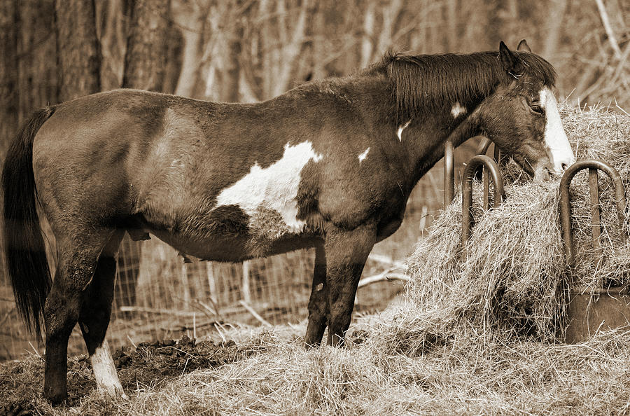 Hungry Horse 2 Photograph by David Stasiak