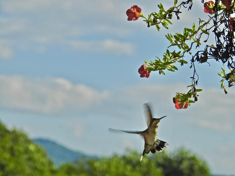 Hungry Hummingbird Photograph by Kathy Chism