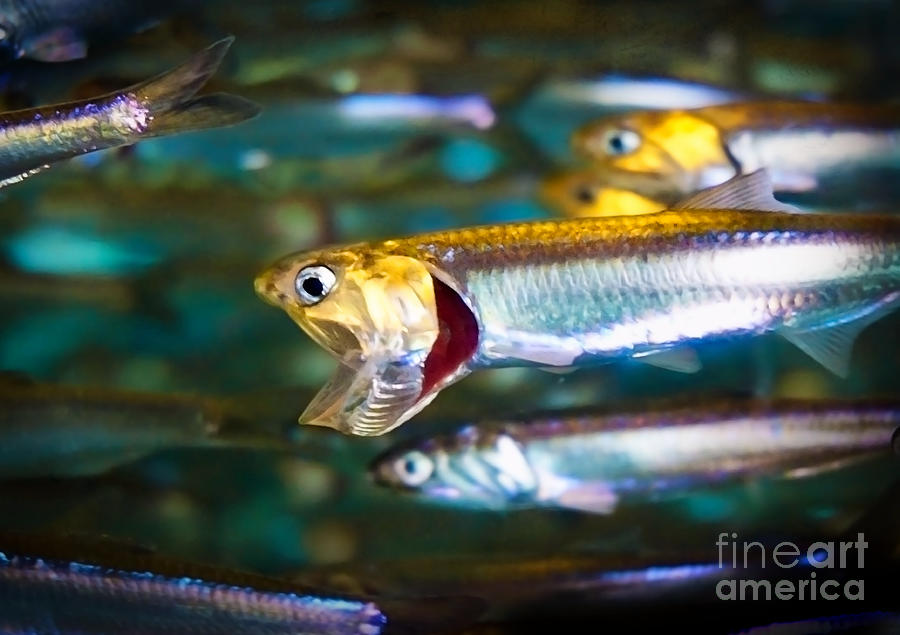 Hungry Hungry Sardines Photograph by Ellen Cotton