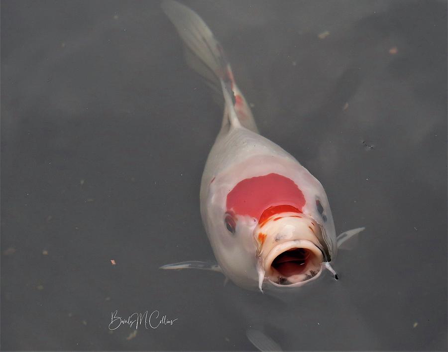 Hungry Koi Fish Photograph by Beverly M Collins