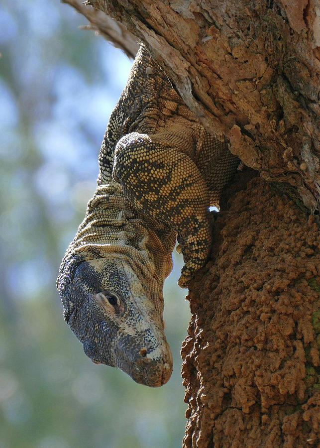 Hungry Lace Monitor looking for a snack Photograph by Maryse Jansen