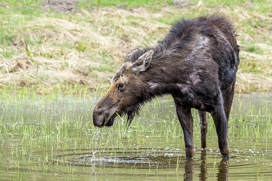 Yellowstone National Park Photograph - Hungry Moose by Paul Freidlund