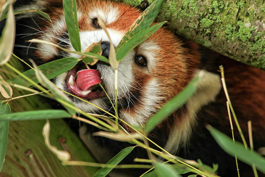 Hungry Panda Photograph by Karol Livote
