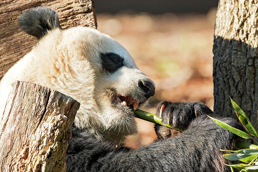Hungry Panda Photograph by Travis Rogers