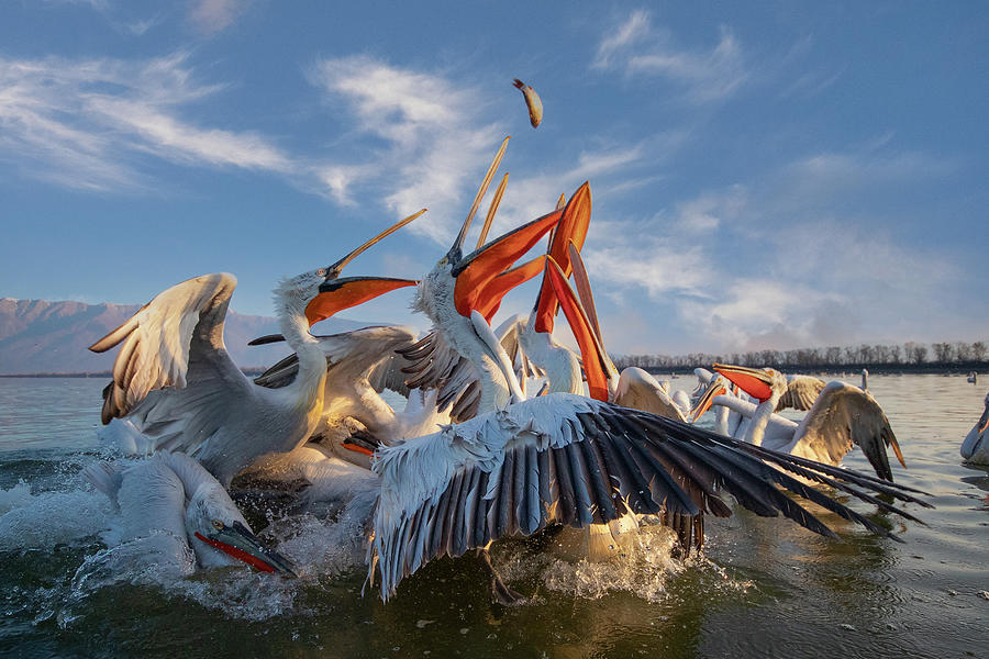 Hungry pelicans Photograph by Jivko Nakev