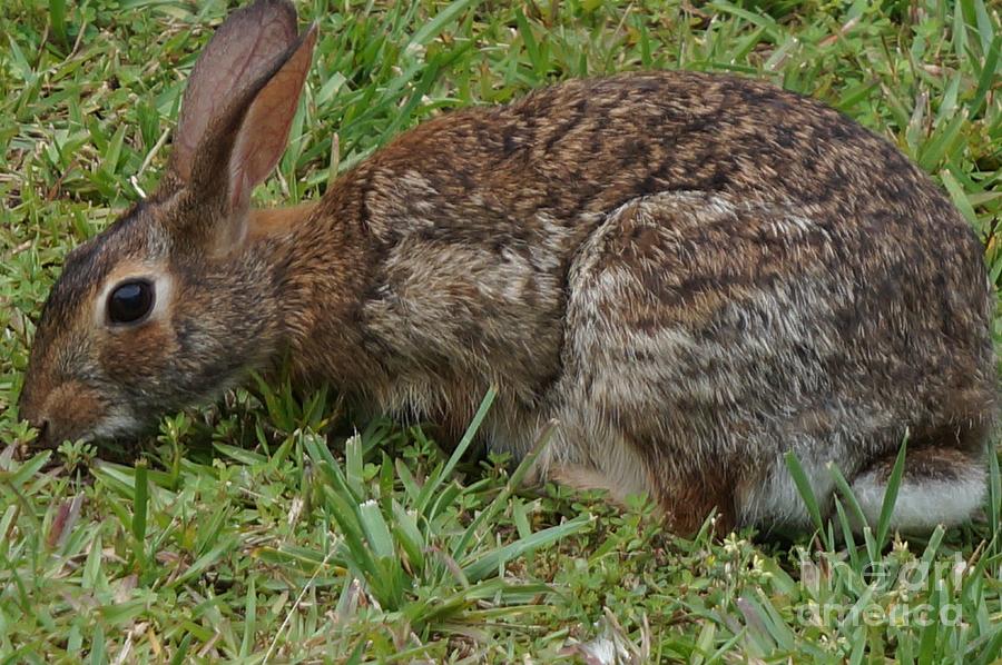 Wildlife Photograph - Hungry Rabbit by Maxine Billings