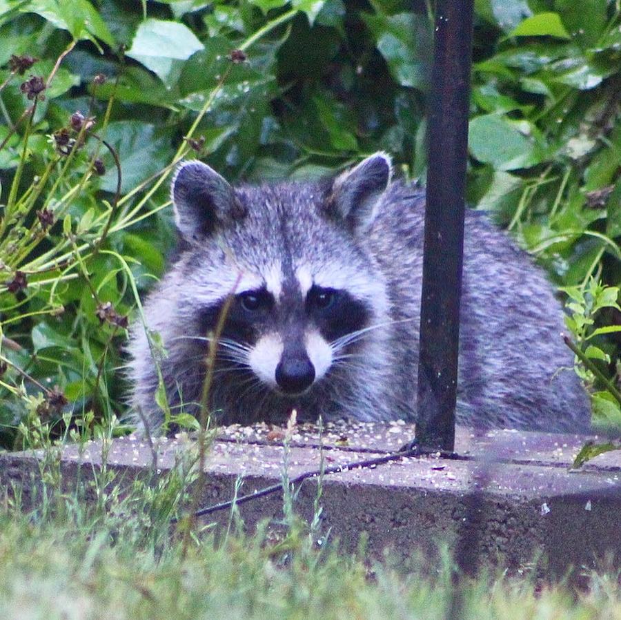 Hungry Raccoon Photograph by Heather Baker Foisy - Fine Art America