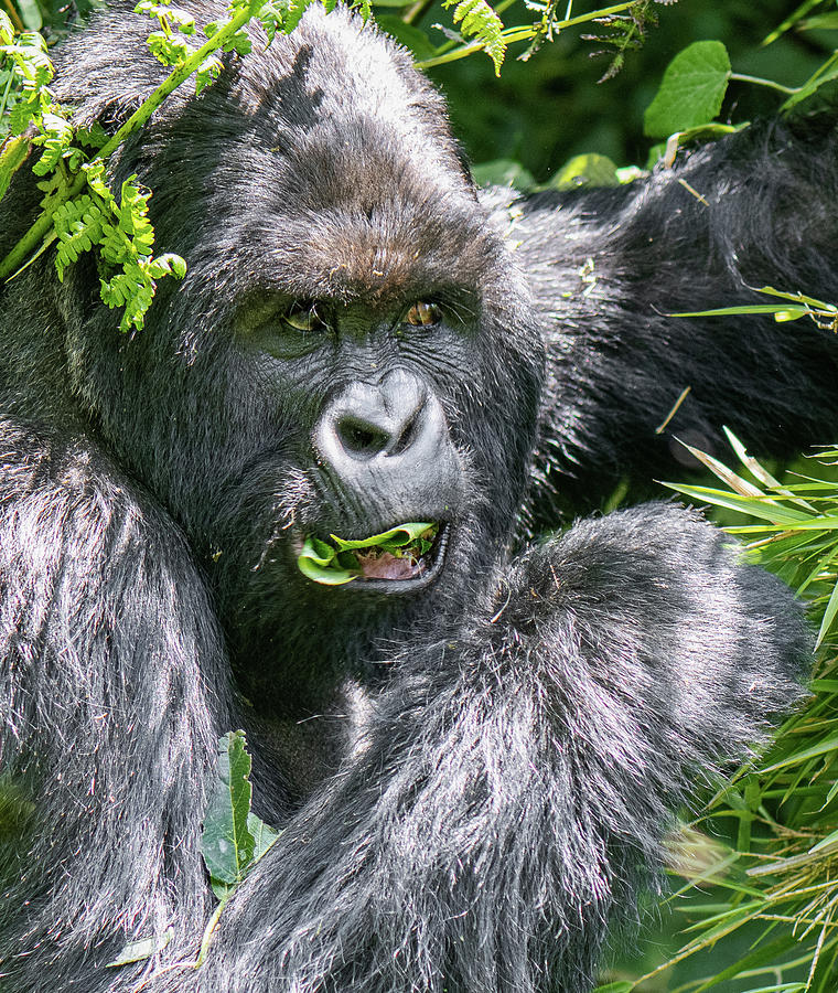 Hungry silverback Photograph by ROAR AFRICA by Rockford Draper