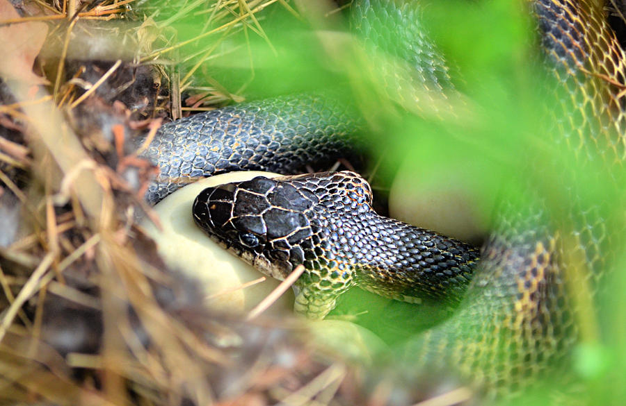 Hungry Snake Photograph