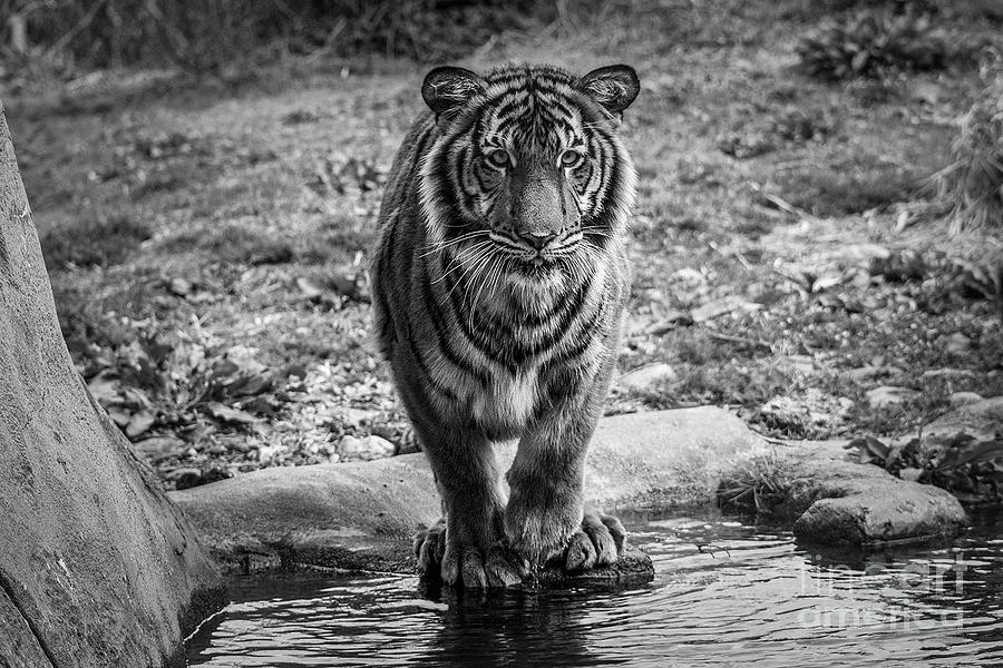 Hungry Tiger Photograph by Kevin Jacot - Fine Art America