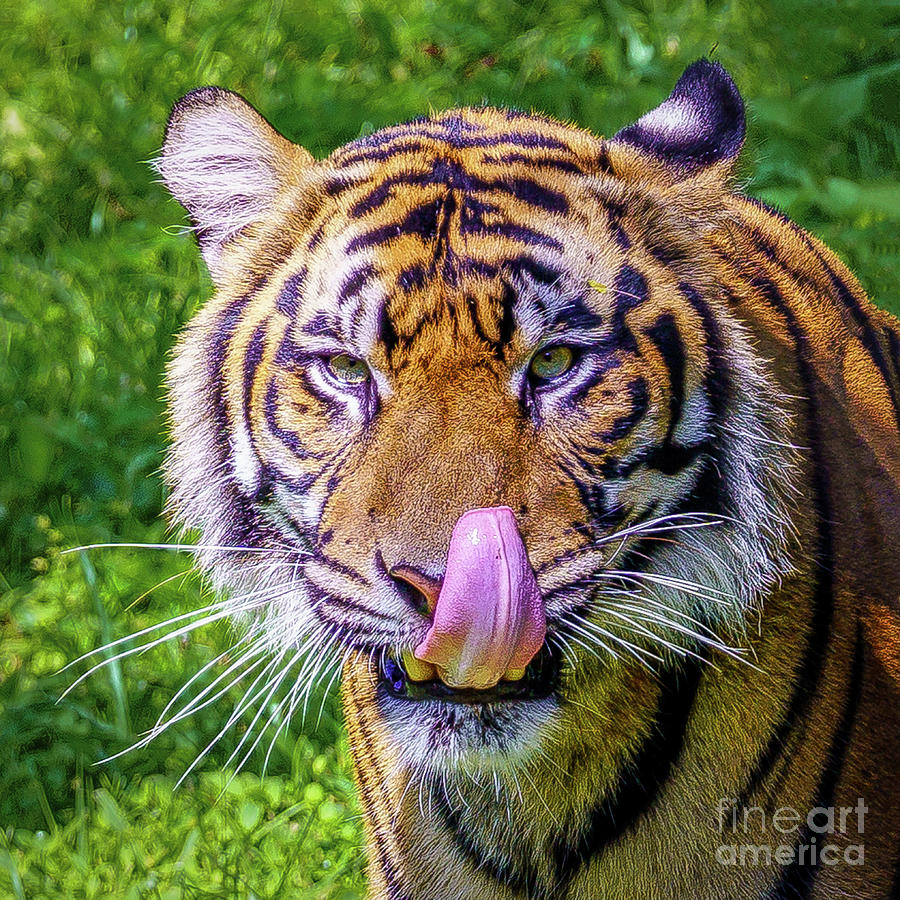 Hungry Tiger Photograph by Nick Zelinsky Jr