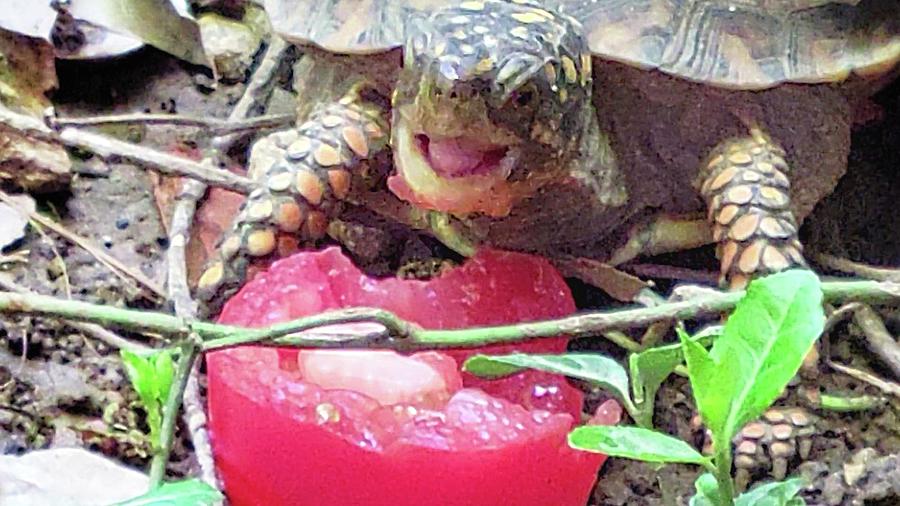 Hungry Tortoise  Photograph by Ally White
