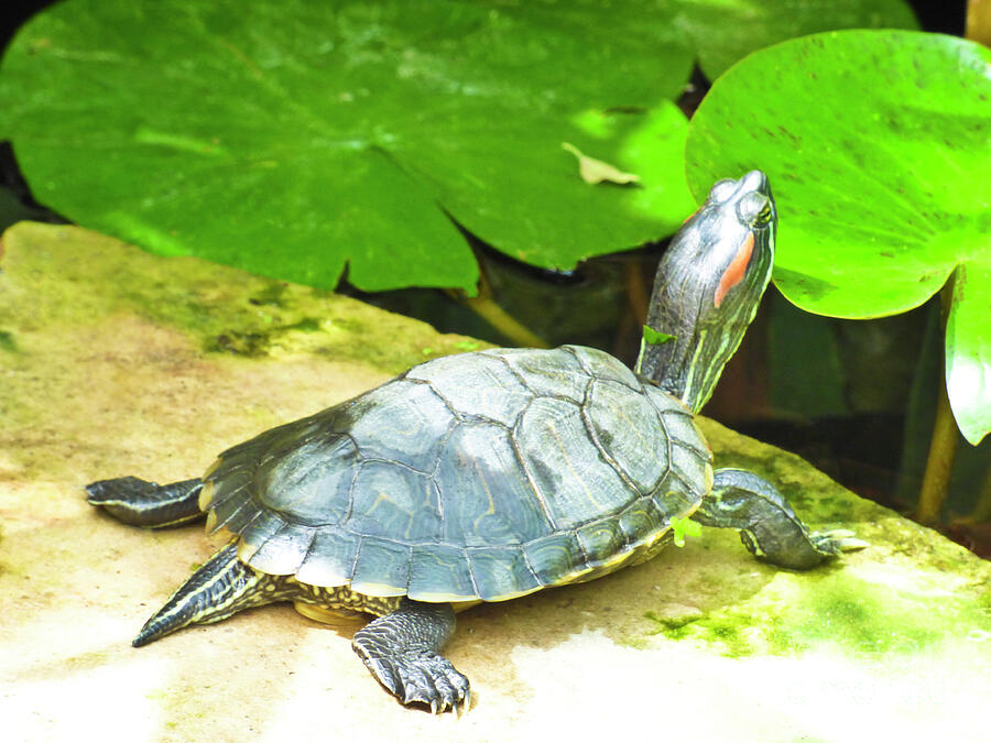 Turtle Photograph - Hungry Turtle by Julieanne Case