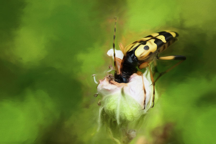 Hungry Wasp Beetle Digital Art