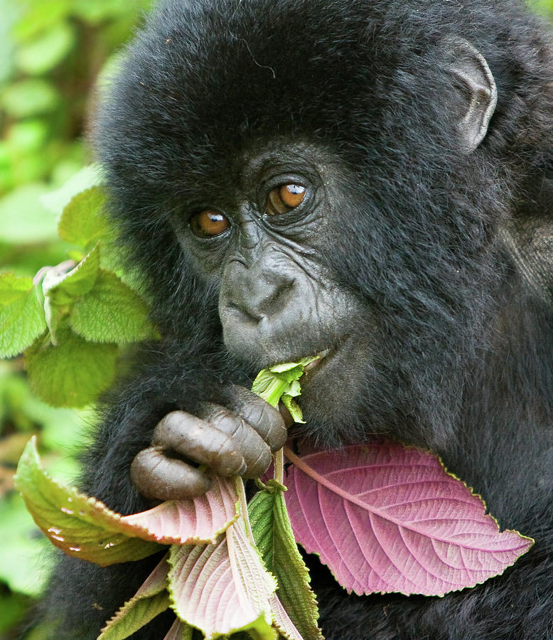 Hungry Young Gorilla Photograph by Max Waugh