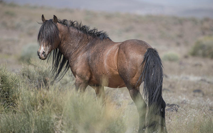 Hunk Of A Stallion Photograph By Nancy Florence - Fine Art America