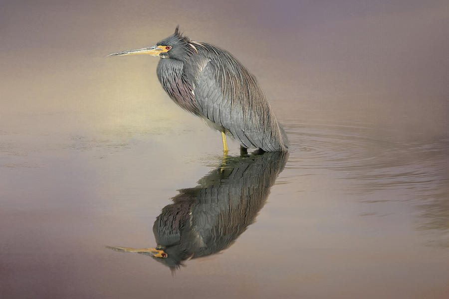 Heron Photograph - Hunkered Down by Donna Kennedy