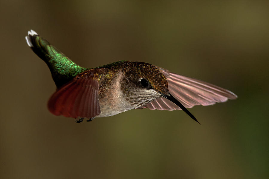 Hunningbird 2 Photograph by Paul Freidlund