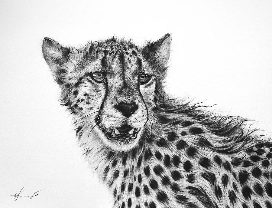Hunters gaze - Cheetah Drawing by Elena Kolotusha