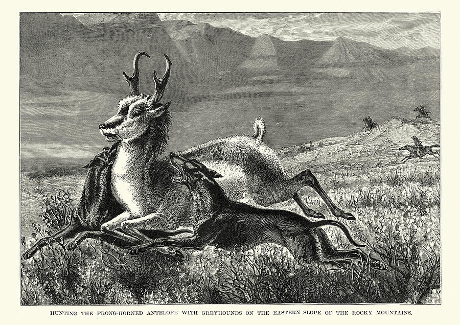 Hunting antelope with greyhounds, Rocky Mountains Drawing by Duncan1890