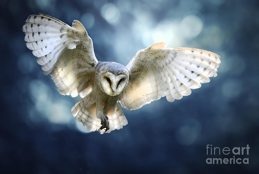 Hunting Barn Owl In Flight Wildlife Photo Photograph By Thomas Jones