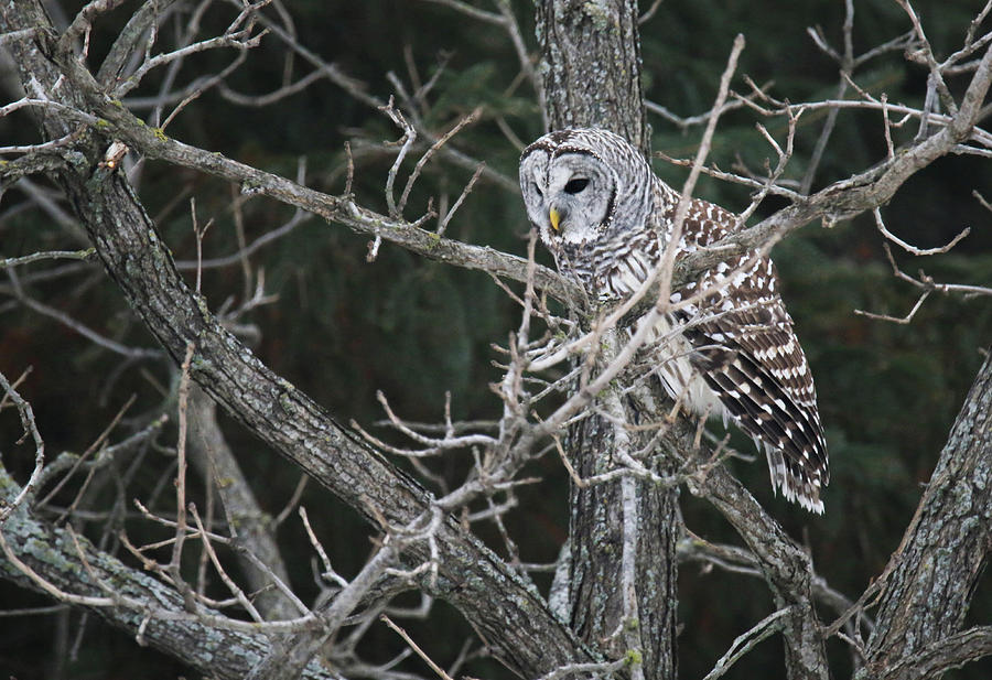 Hunting Barred Owl Photograph by Brook Burling