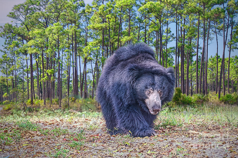Animal Photograph - Hunting Bear by Judy Kay